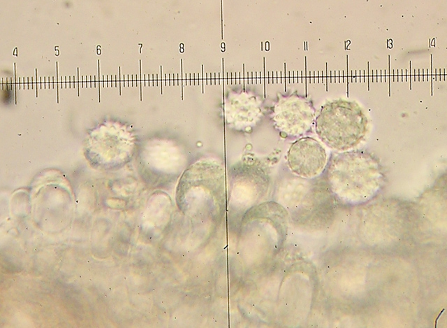 Hydnangium carneum